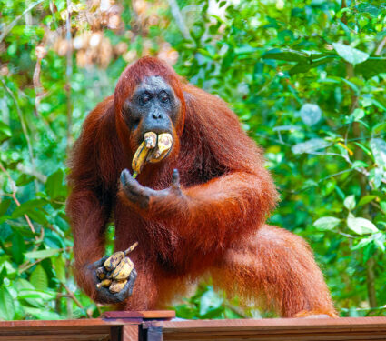 Wild,Orangutan,Eating,Bananas,In,Forest,Of,Borneo