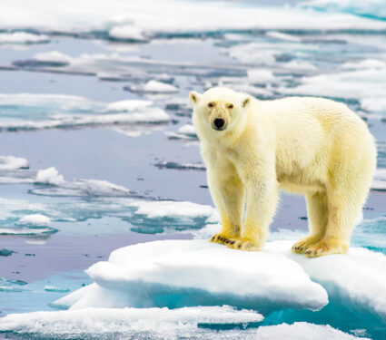 Polar,Bear,On,Melting,Ice,Floe,In,Arctic,Sea