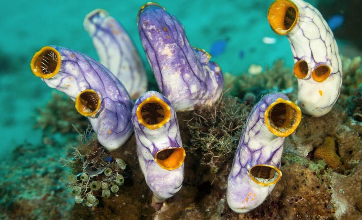 Our ancient cousins: 500-million-year-old tunicate holds intriguing secrets