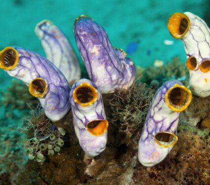 Tunicates.jpg