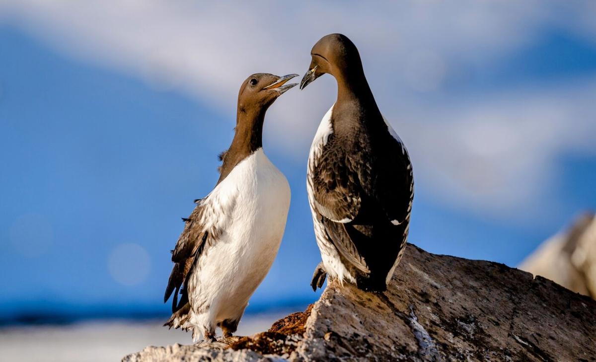Marine heatwaves are causing massive seabird mortality events