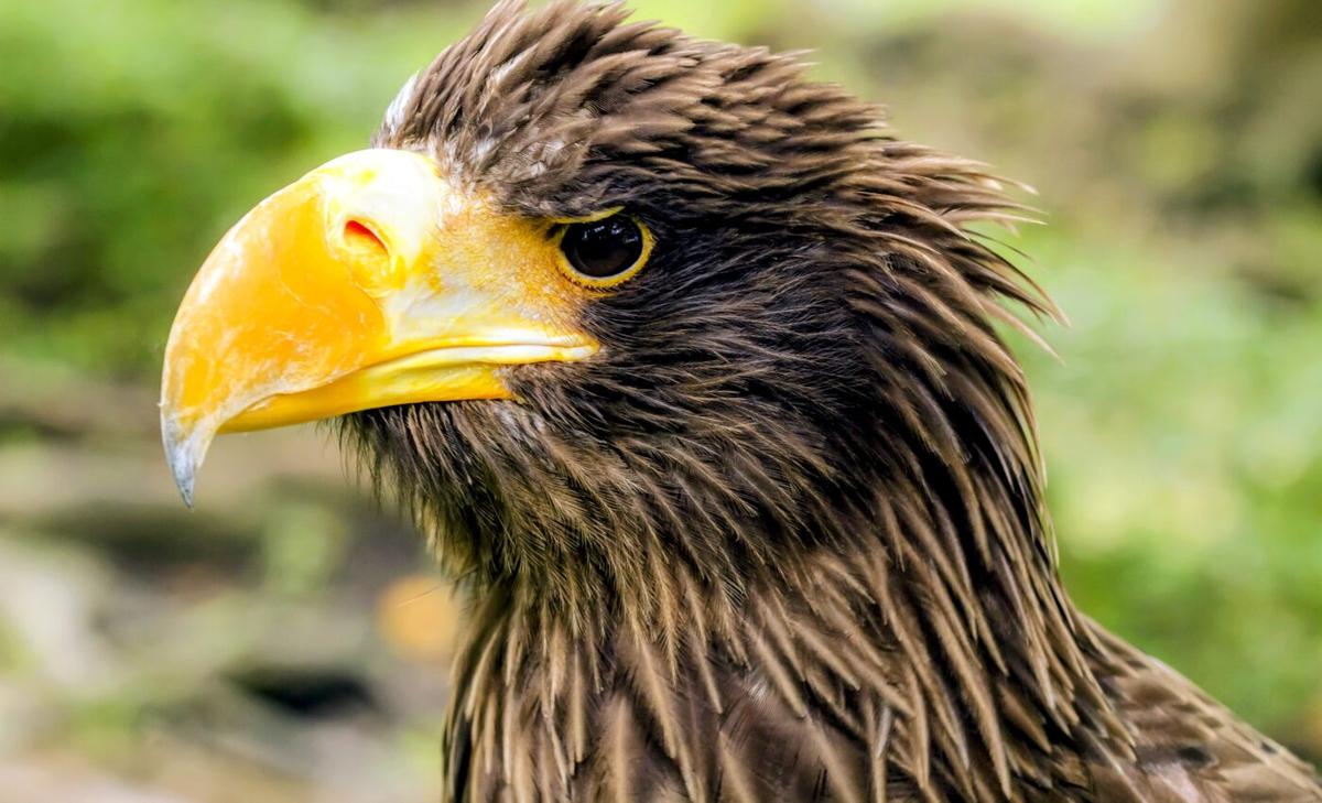 Bird behavior: Beak shape can predict nest materials