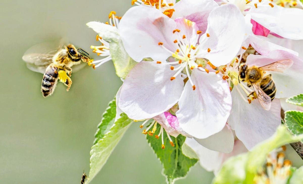 Bees emerge from hibernation 6.5 days earlier for each degree of warming