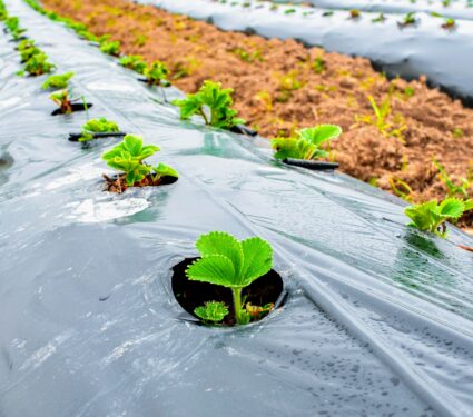 Plastic-mulch.jpg