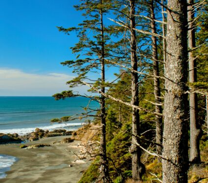 Sitka-spruce.jpg