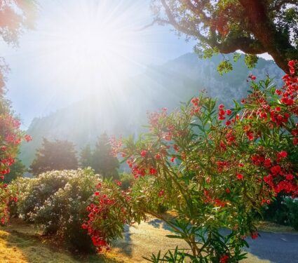 Plant-flowering.jpg