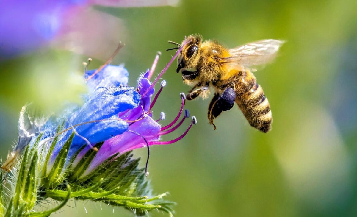 Bees make incredibly fast decisions - with a brain smaller than a sesame seed