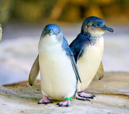 Little-penguins.jpg