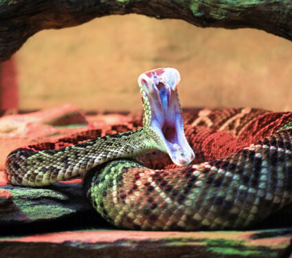 An,Adult,Eastern,Diamondback,Rattlesnake,(crotalus,Adamanteus),In,Mid-strike,,Revealing