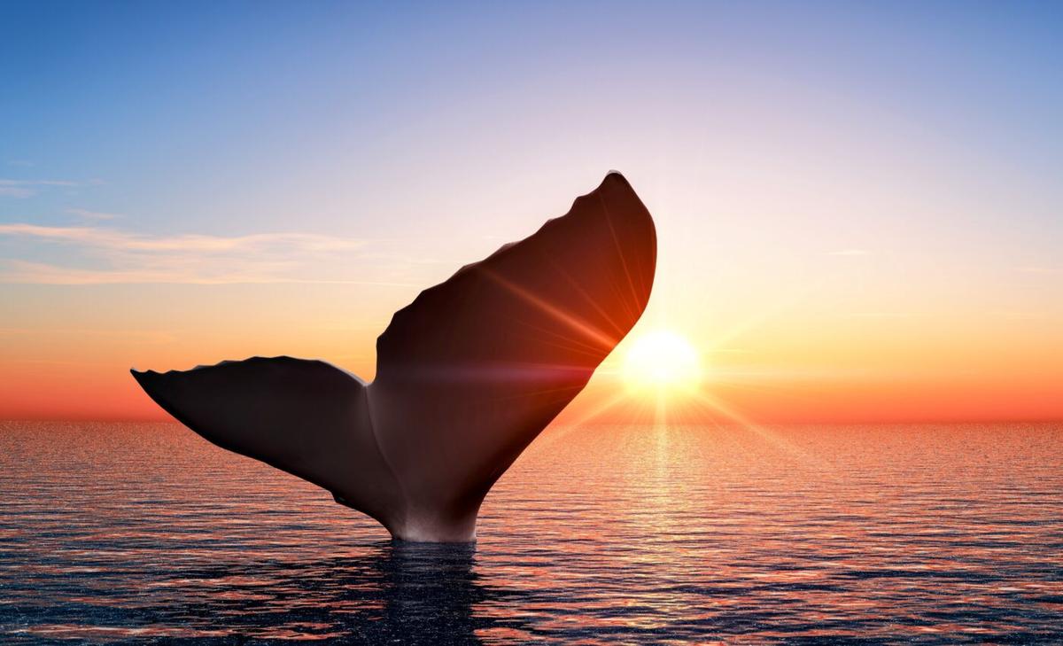 The unique evolutionary journey of the pygmy right whale