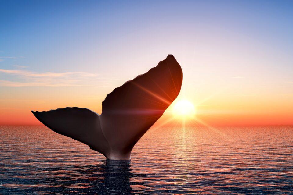 The unique evolutionary journey of the pygmy right whale