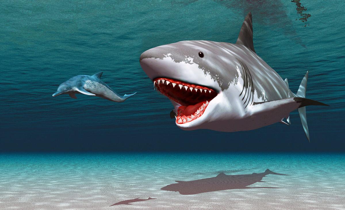Megalodon shark was a very slow swimmer with an enormous appetite