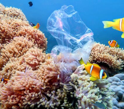Reef-plastic.jpg