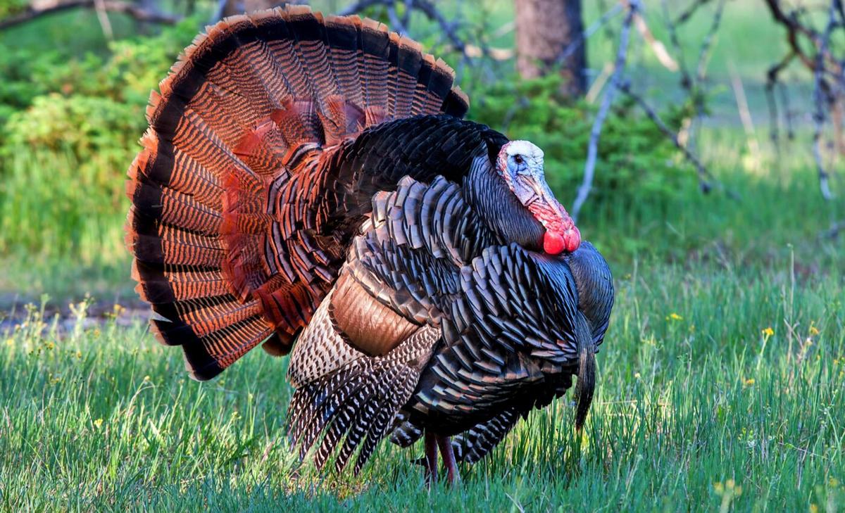 Wild turkeys struggle to shift their behavior in response to climate change