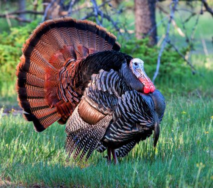 Eastern-wild-turkey.jpg