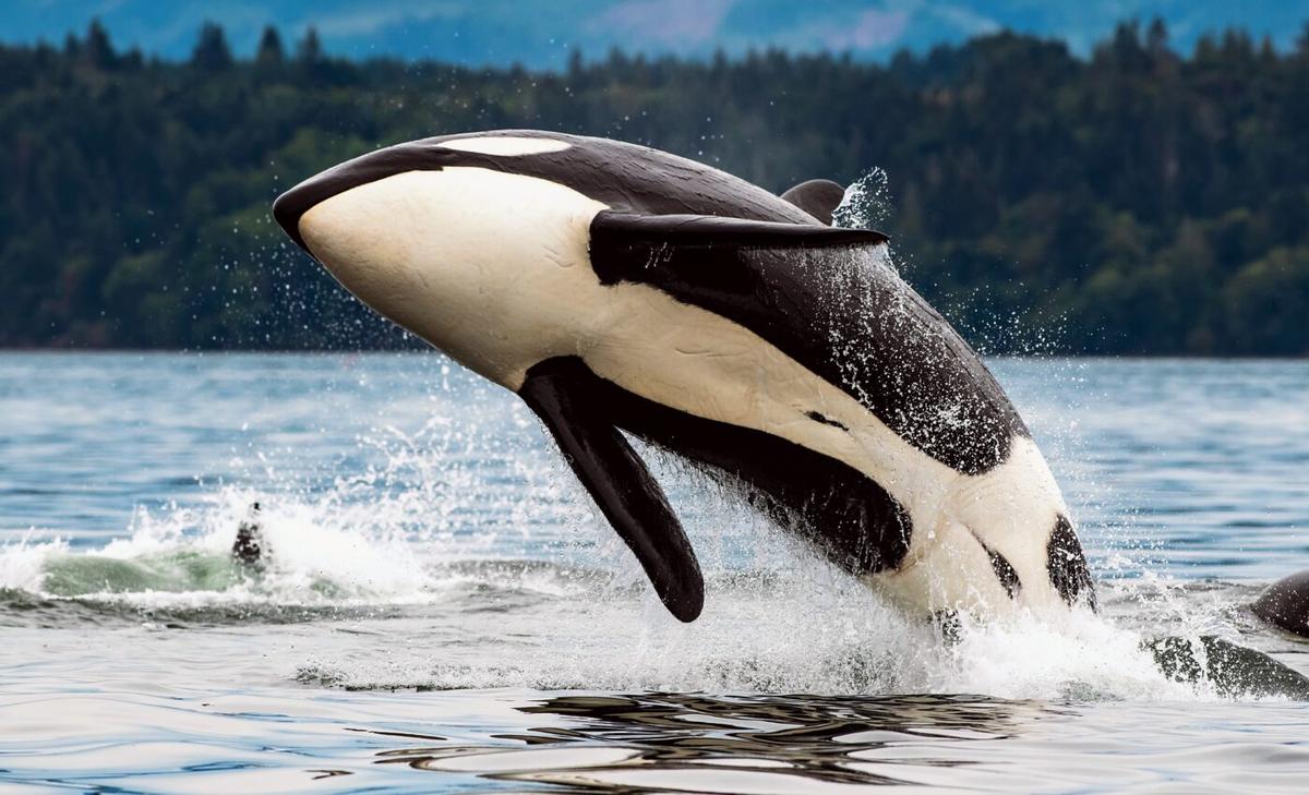 World Orca Day: The crucial role of the ocean's apex predator