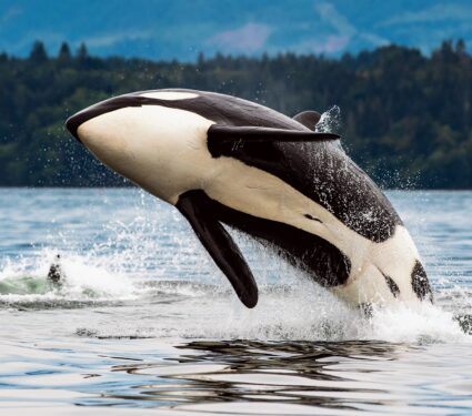 World-Orca-Day.jpg