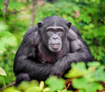 World-Chimpanzee-Day.jpg