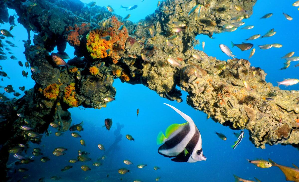 Underwater upheaval: The ecological impact of deep-sea mining