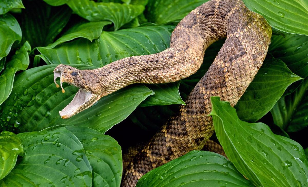 Social buffering: Rattlesnakes need company to relieve stress