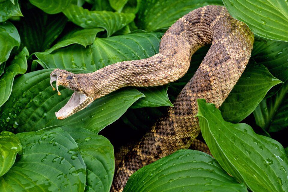 Social buffering: Rattlesnakes need company to relieve stress