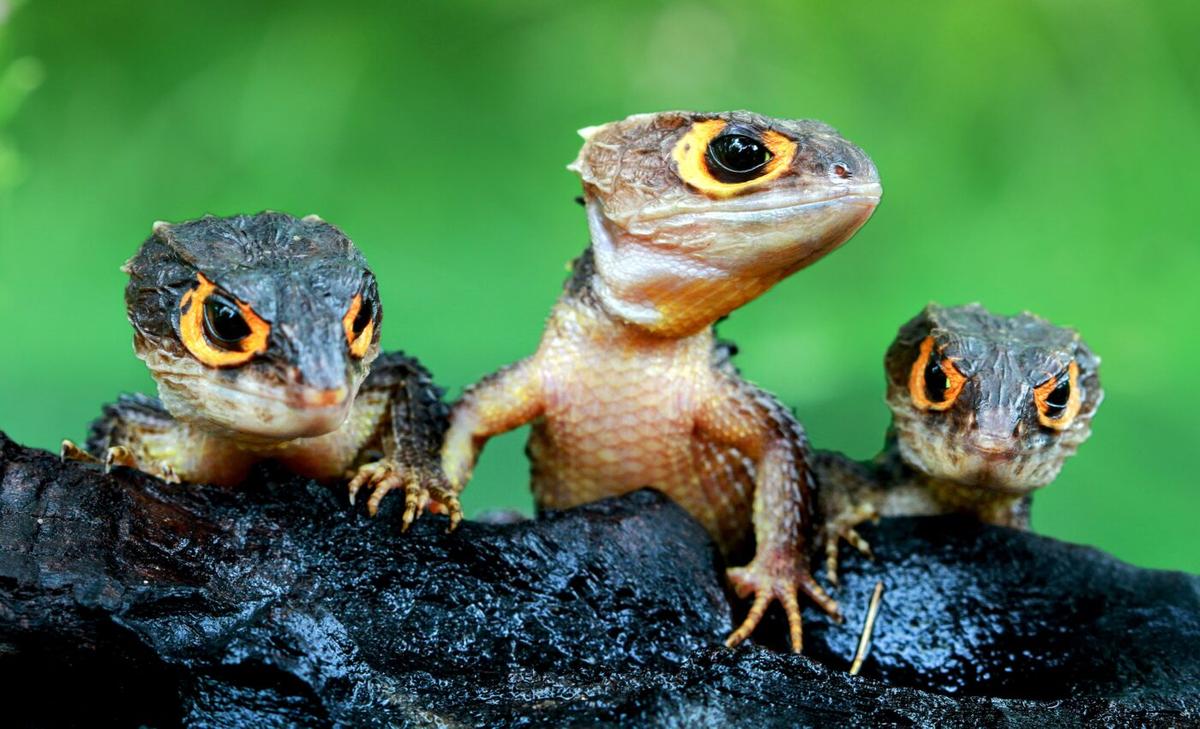 Over 900 threatened species are not protected by international trade agreements