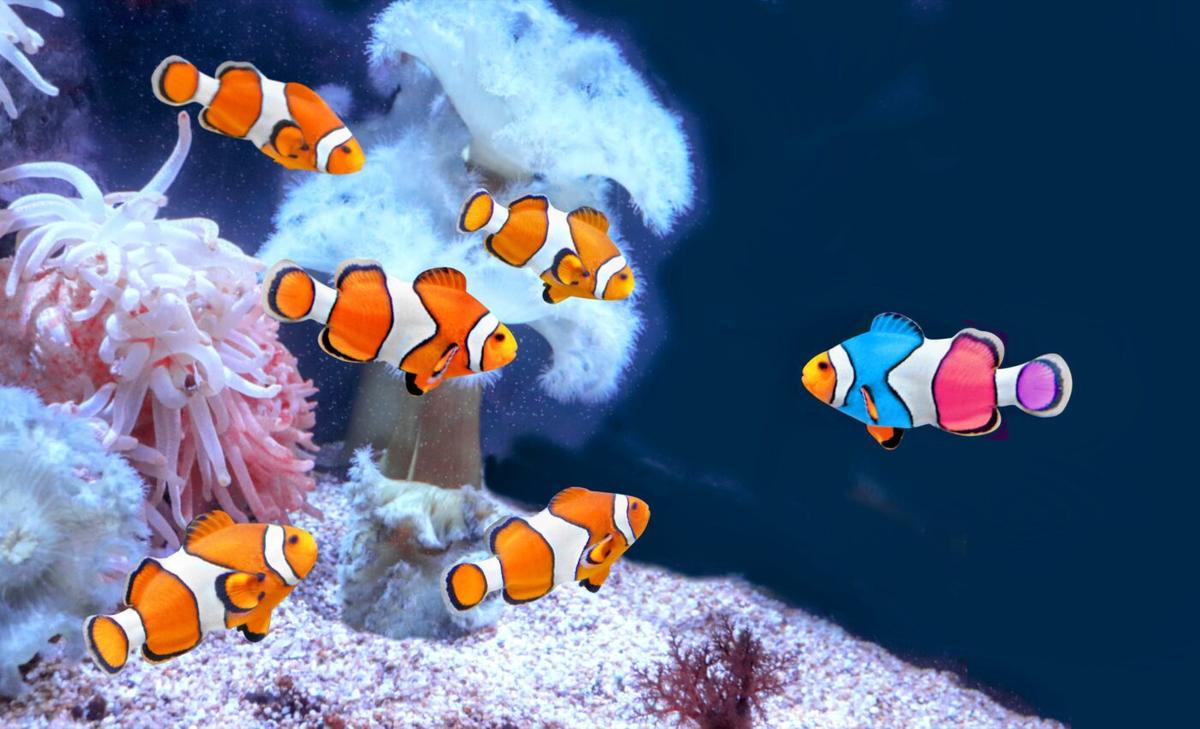 Genetic mysteries: How clownfish evolved their vibrant diversity