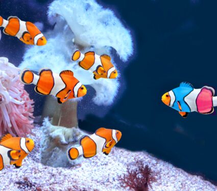 Clownfish-species.jpg