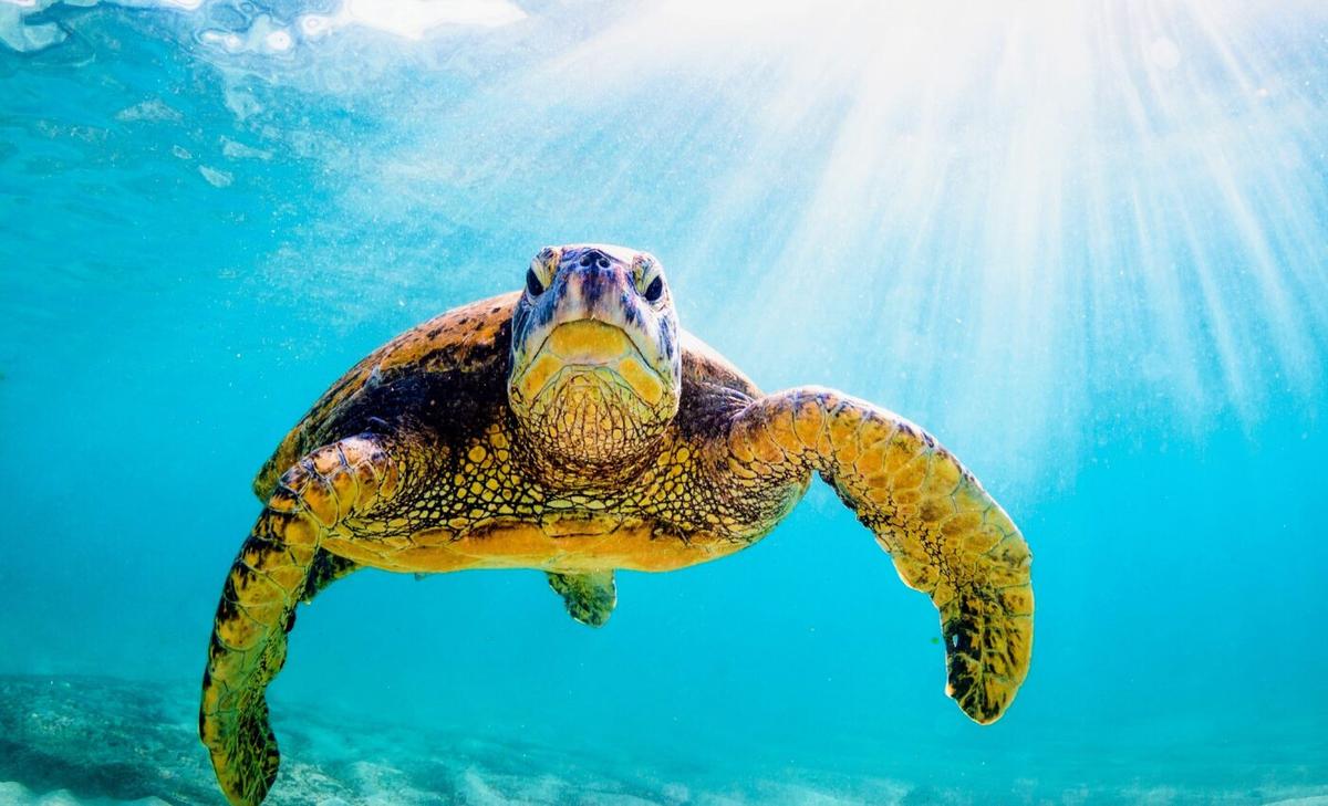 Green sea turtles have returned to the same place to eat for 3,000 years