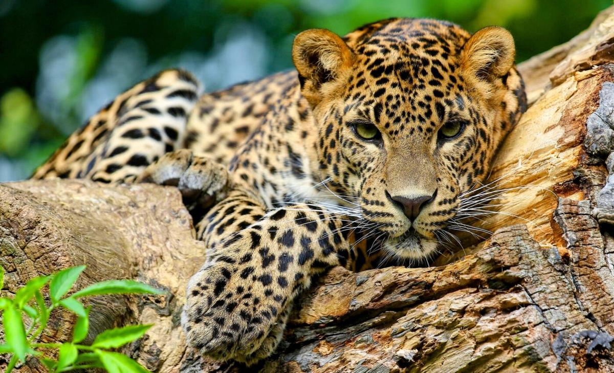Experts are tracking the elusive jaguar by studying its poop