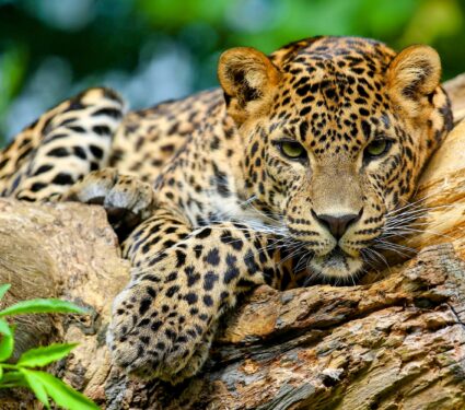 Jaguar.jpg