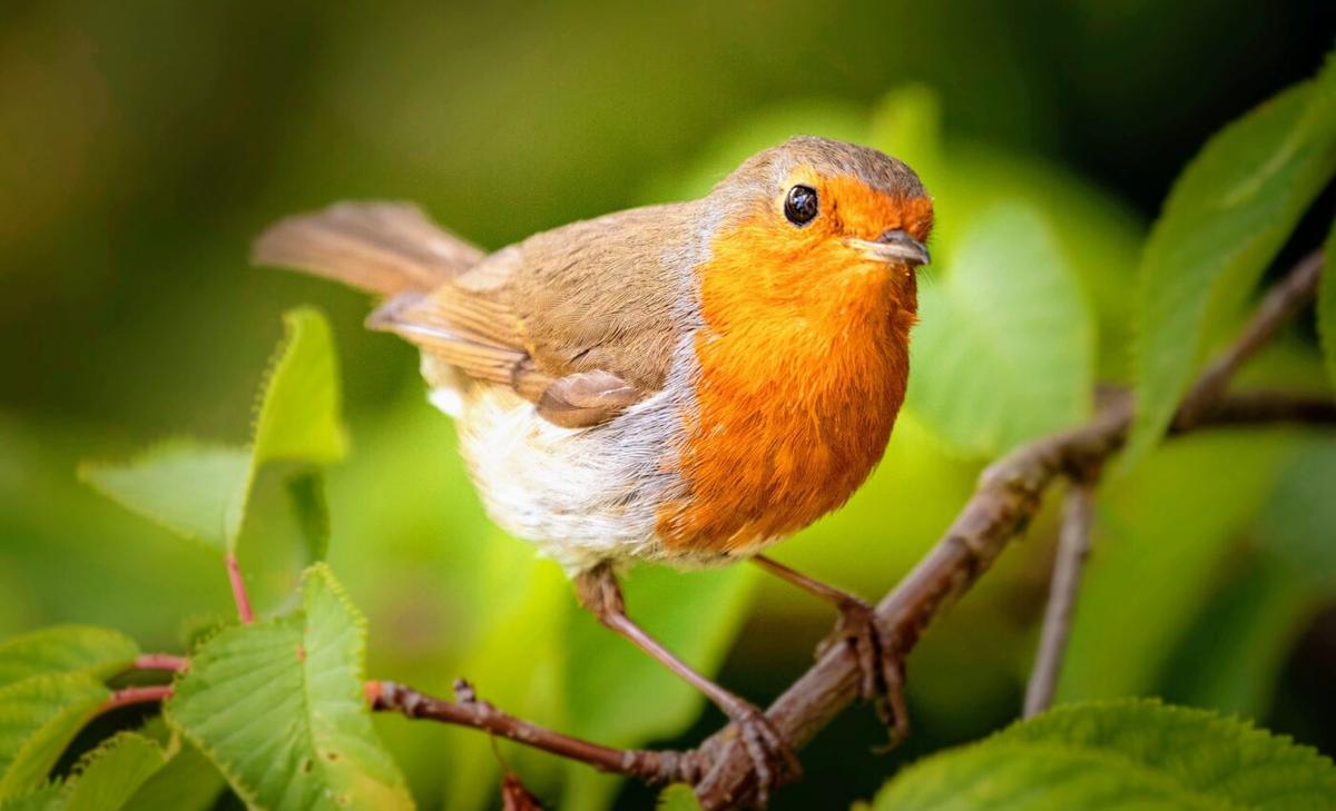 European breeding birds adapt to climate change at a slower pace