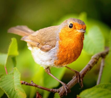 European-breeding-birds.jpg