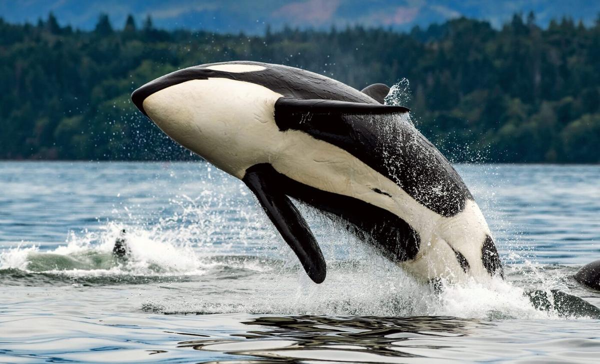 Killer whale mothers protect their sons from injury in the years post menopause