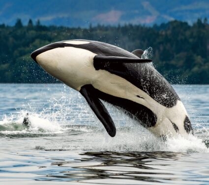 Killer-whale-mothers.jpg