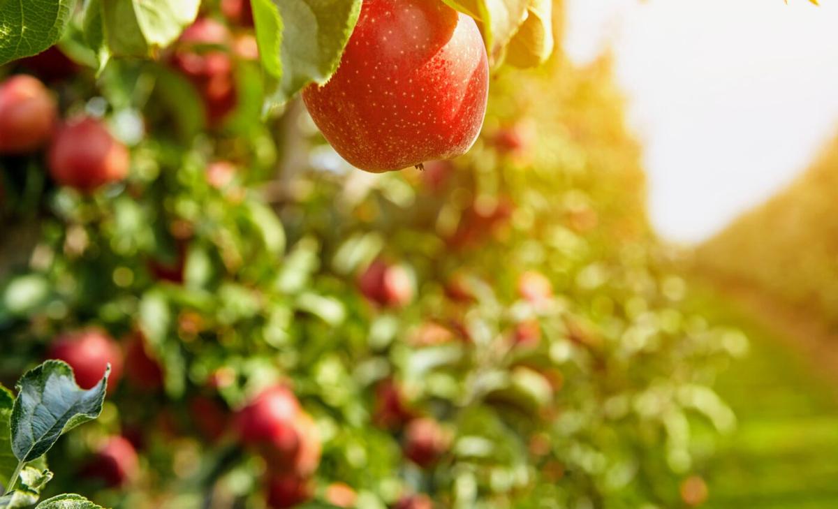 Secret "weeping" exhibited by apple trees could boost fruit production with genetic engineering 