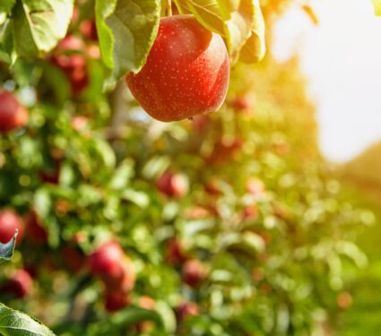 Apple-trees.jpg