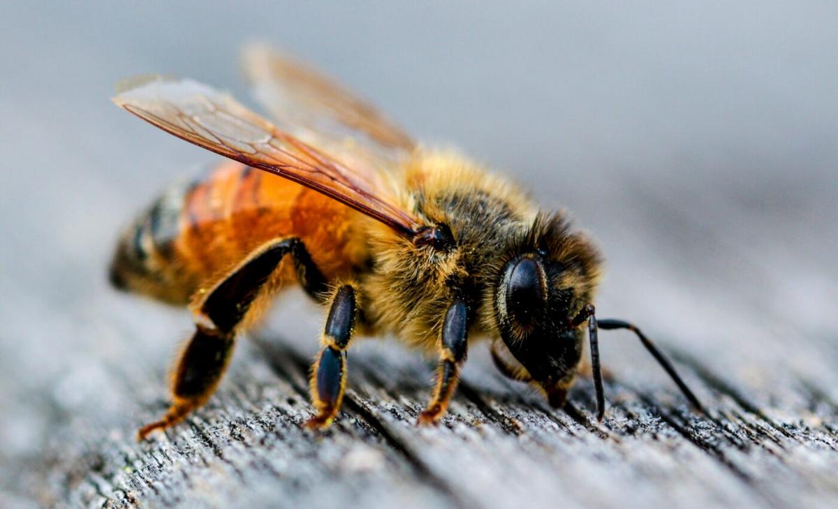 A type of sugar that kills honeybees could help fight cancer