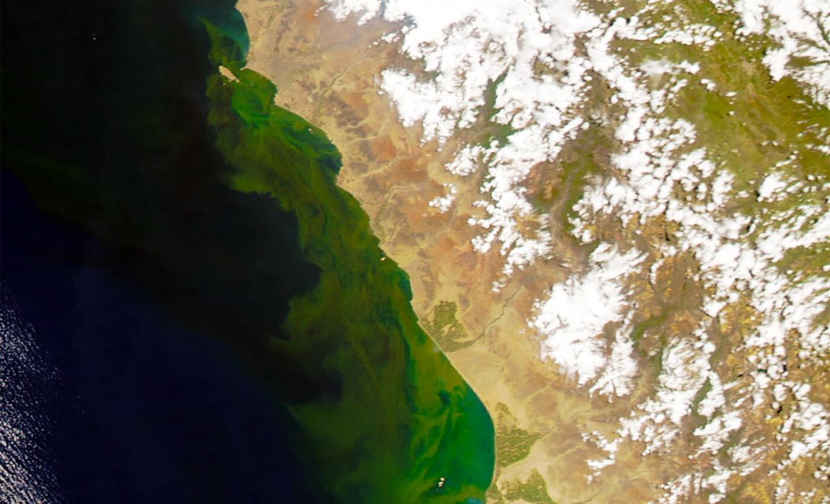 Coastal areas of Peru and Chile are greening, but this is not positive discovery