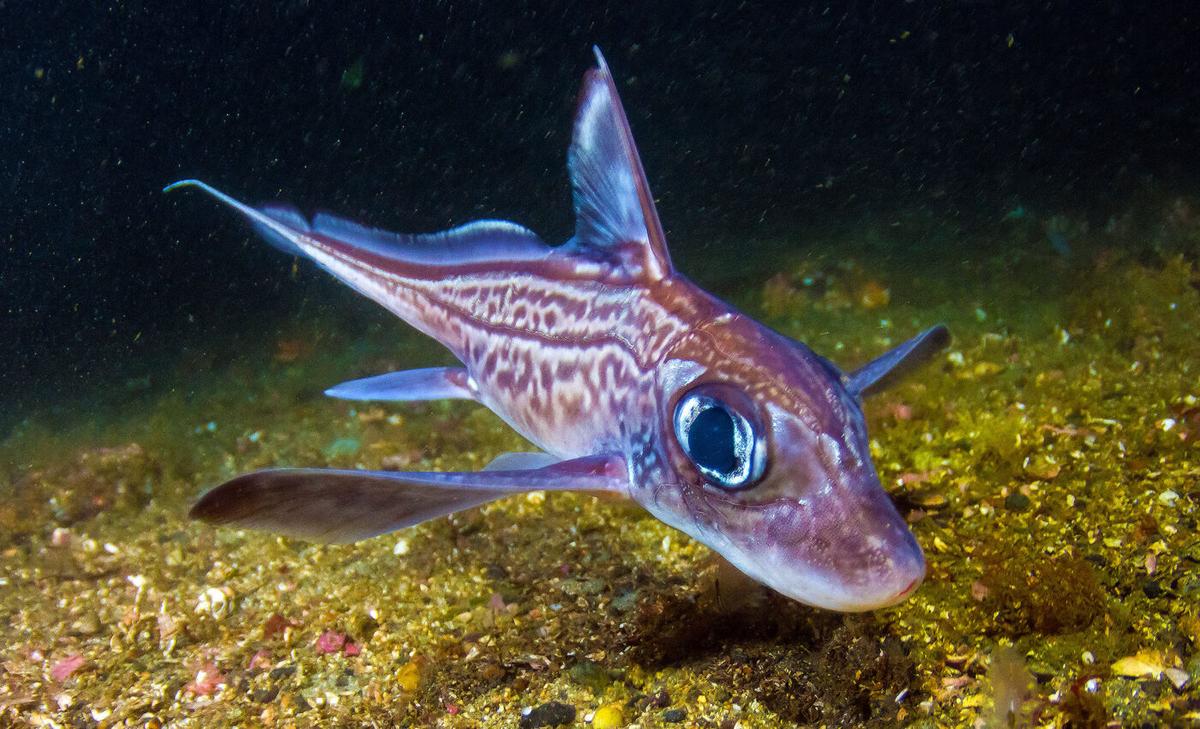 Ghost sharks – unraveling the mysteries of these strange and elusive sea monsters