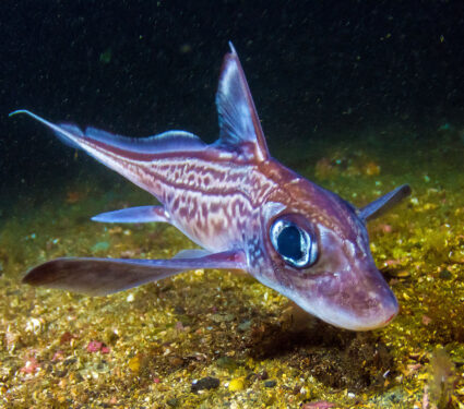 Rabbit,Fish,(chimaera,Monstrosa),In,Trondheimfjord