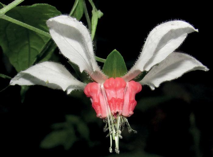 Lost tropical plants rediscovered after more than 100 years