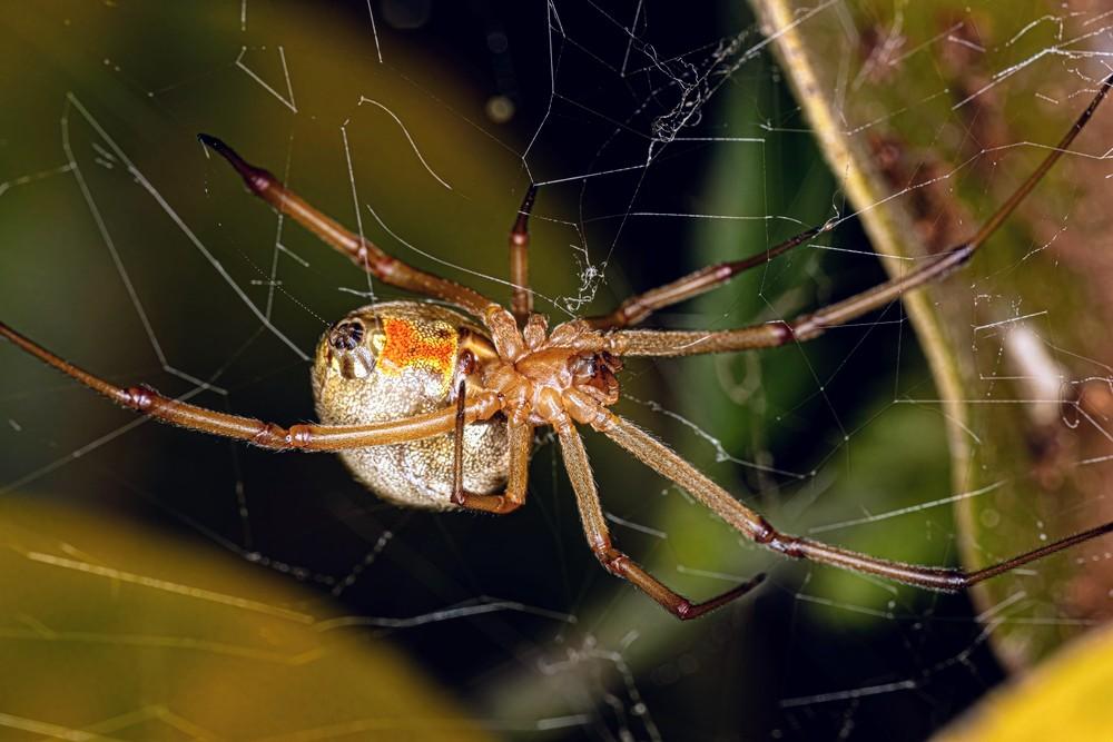 Invasive brown widow spiders thrive in city landscapes