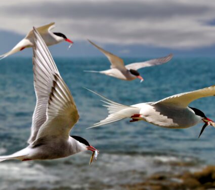 Arctic-terns.jpg