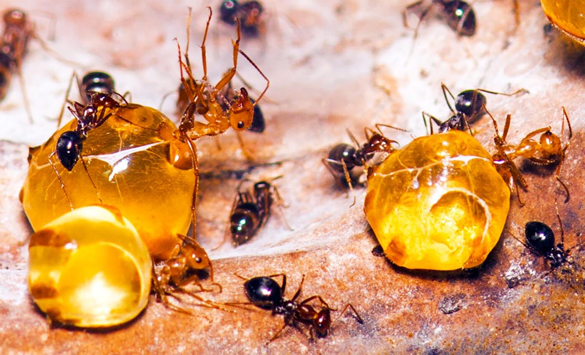 Ant honey may hold the secret for powerful new antibiotics