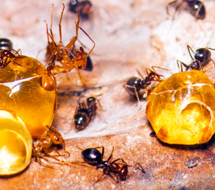 2023/07/honeypot-ants_wiki-commons_3medium.jpg