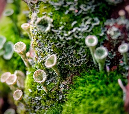 Lichen-species.jpg