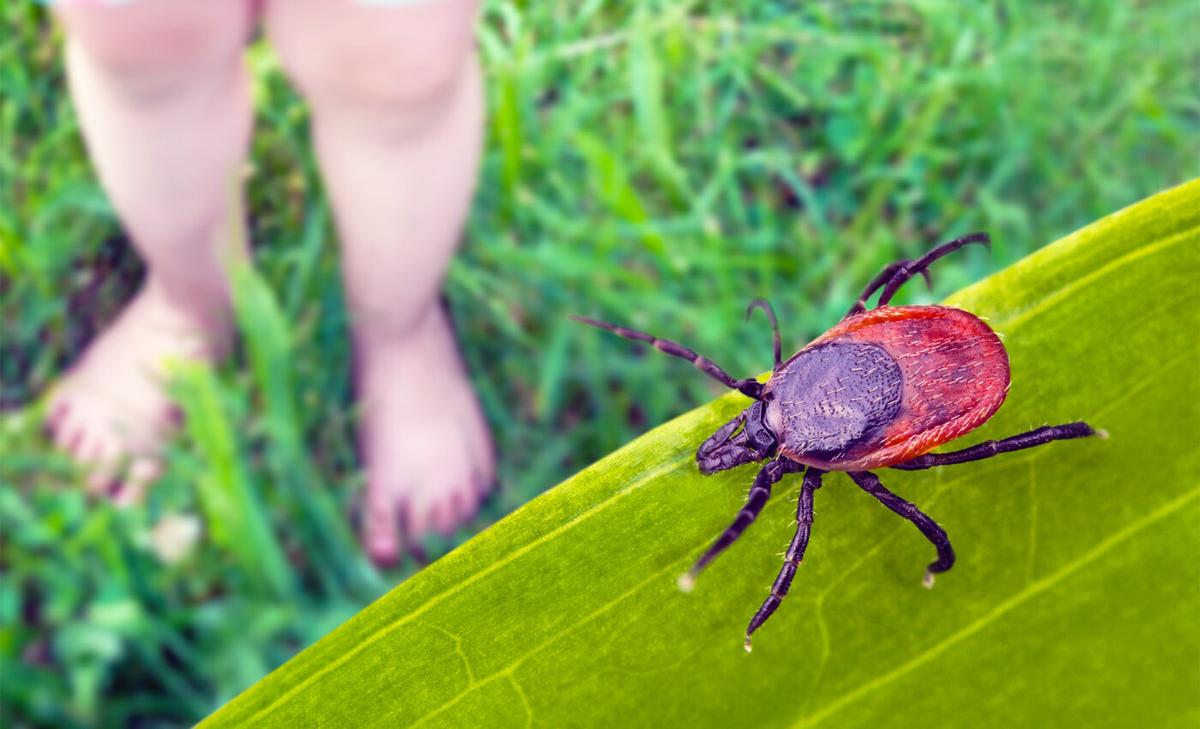 Over 500,000 Americans are now allergic to red meat because they were bitten by a tick