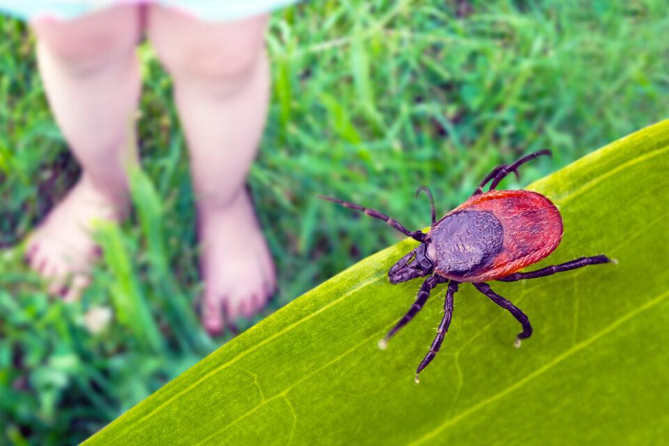Over 500,000 Americans are now allergic to red meat because they were bitten by a tick