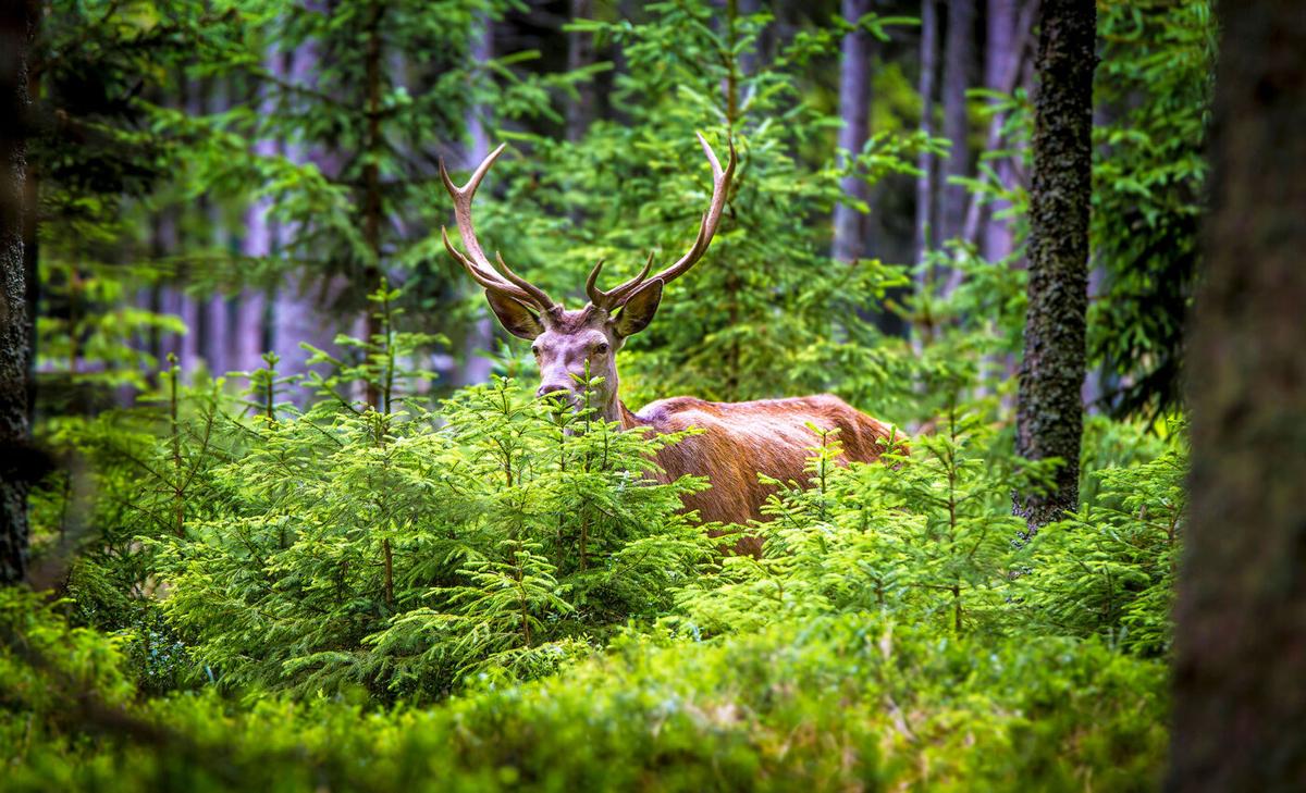 Scientists vacuumed animal DNA from the air in a forest and had amazing results